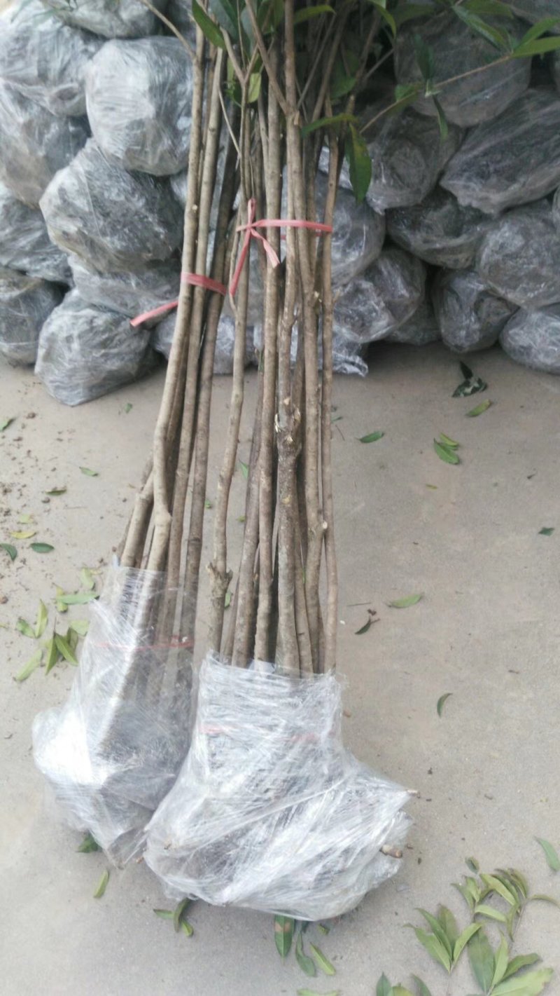 桂花苗木桂花树苗小苗湖北桂花树征地赔偿树苗