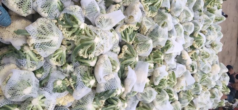 山东菜花，有机花菜，散花大量供应，山东肥城基地菜花