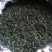 原生态桑叶茶