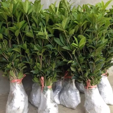 桂花苗金桂花树苗八月桂金桂丹桂血桂桂花苗木批发