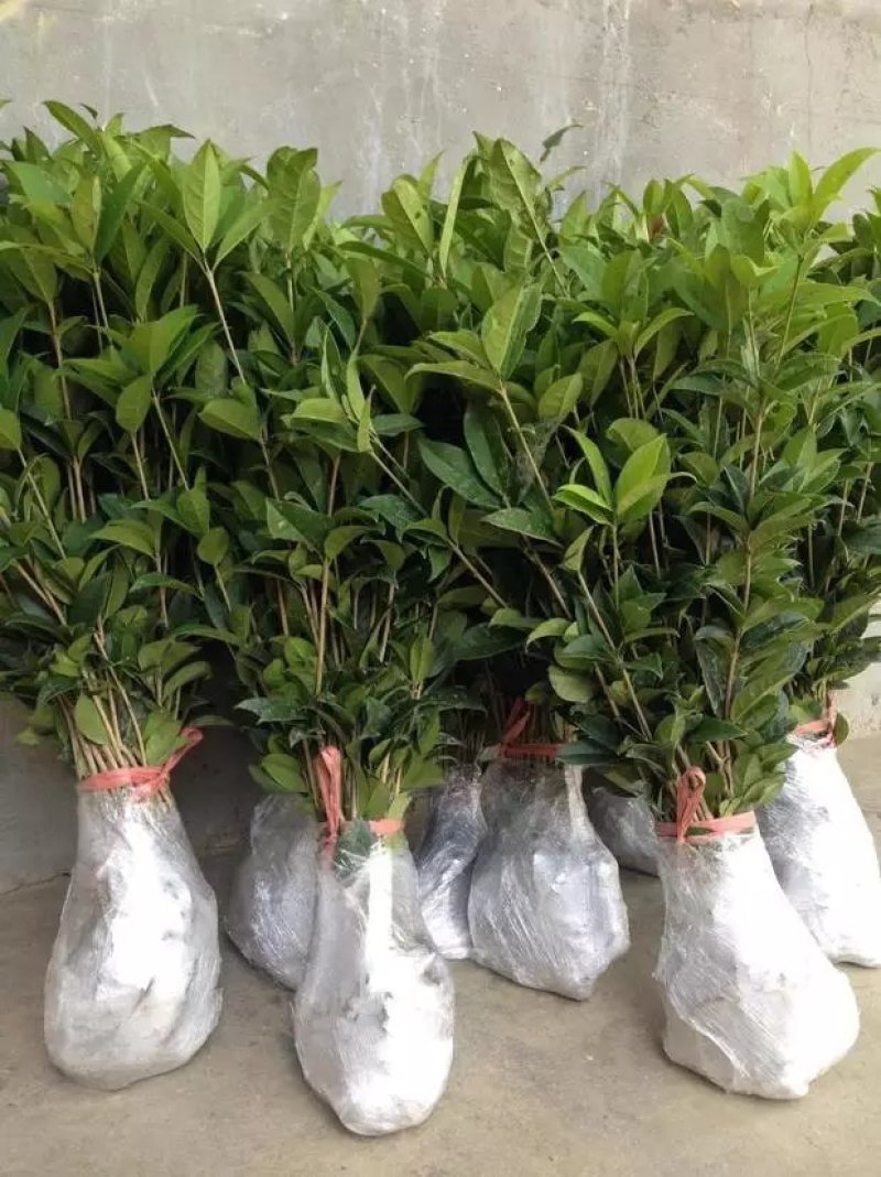 桂花苗金桂花树苗八月桂金桂丹桂血桂桂花苗木批发