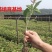 桂花苗金桂花树苗八月桂金桂丹桂血桂桂花苗木批发