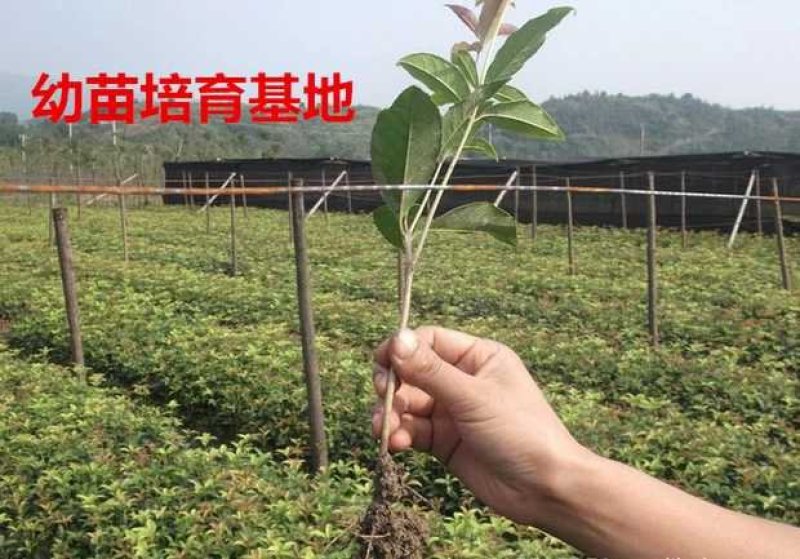 桂花苗金桂花树苗八月桂金桂丹桂血桂桂花苗木批发