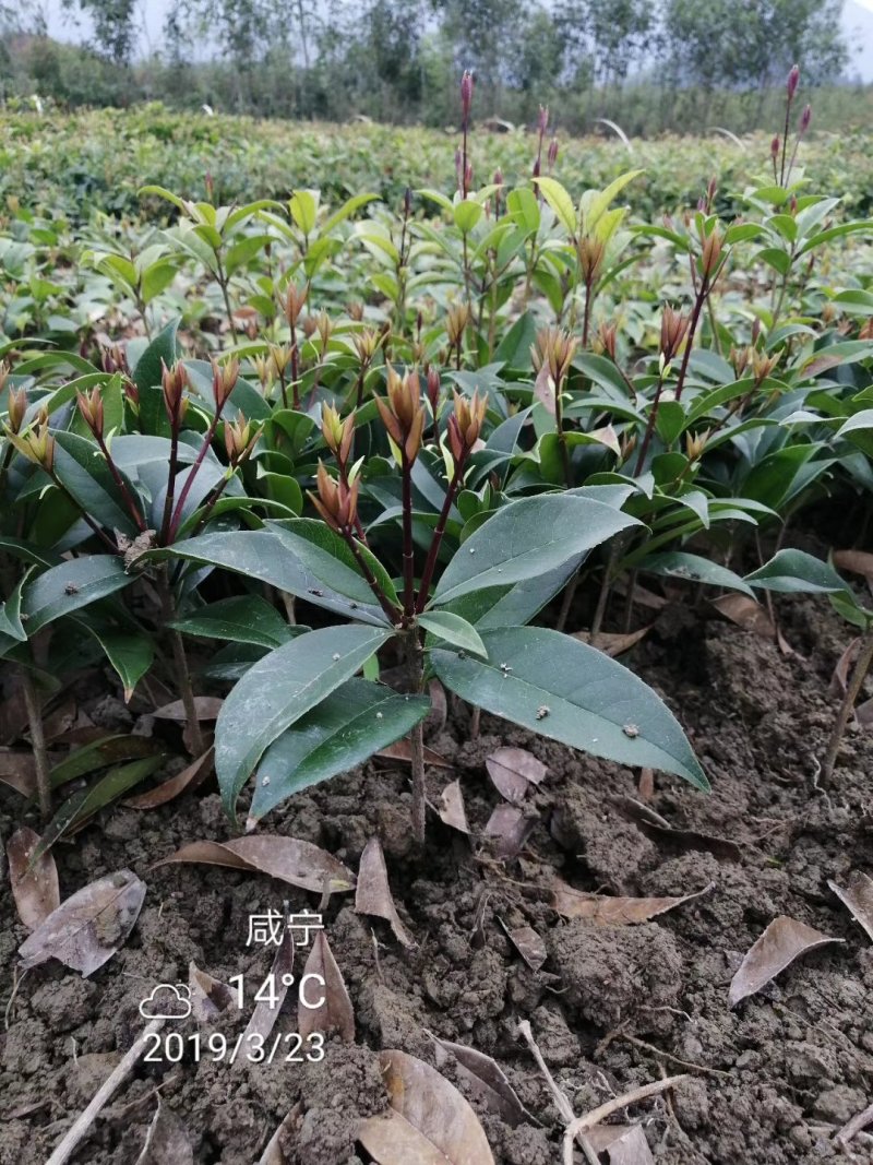 桂花苗金桂花树苗八月桂金桂丹桂血桂桂花苗木批发
