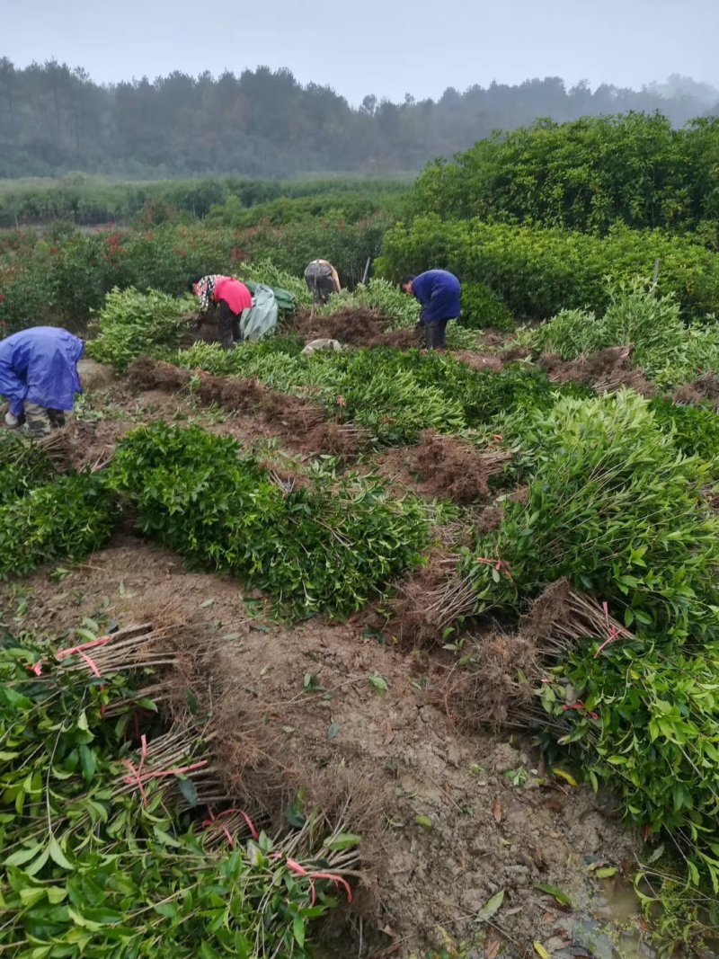 桂花苗金桂花树苗八月桂金桂丹桂血桂桂花苗木批发
