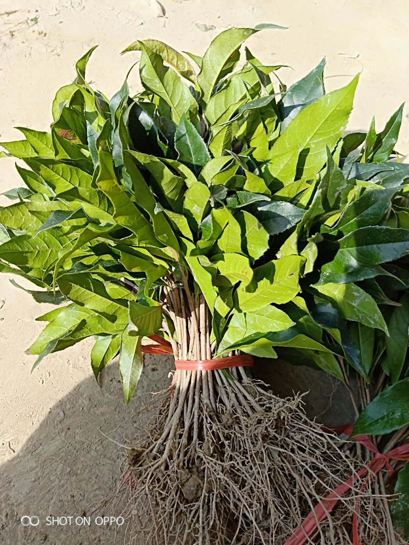 桂花苗金桂花树苗八月桂金桂丹桂血桂桂花苗木批发