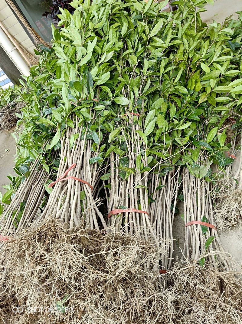 桂花苗金桂花树苗八月桂金桂丹桂血桂桂花苗木批发