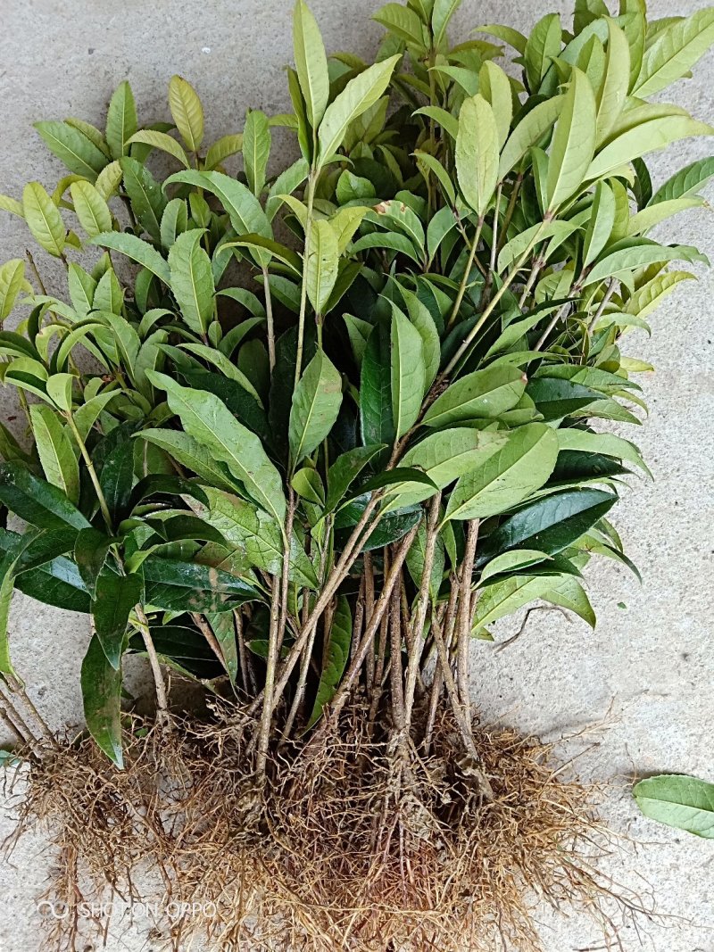 桂花苗金桂花树苗八月桂金桂丹桂血桂桂花苗木批发