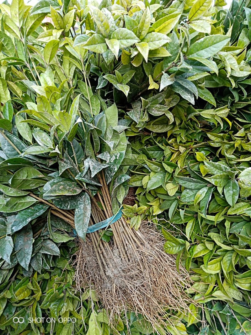 桂花苗金桂花树苗八月桂金桂丹桂血桂桂花苗木批发