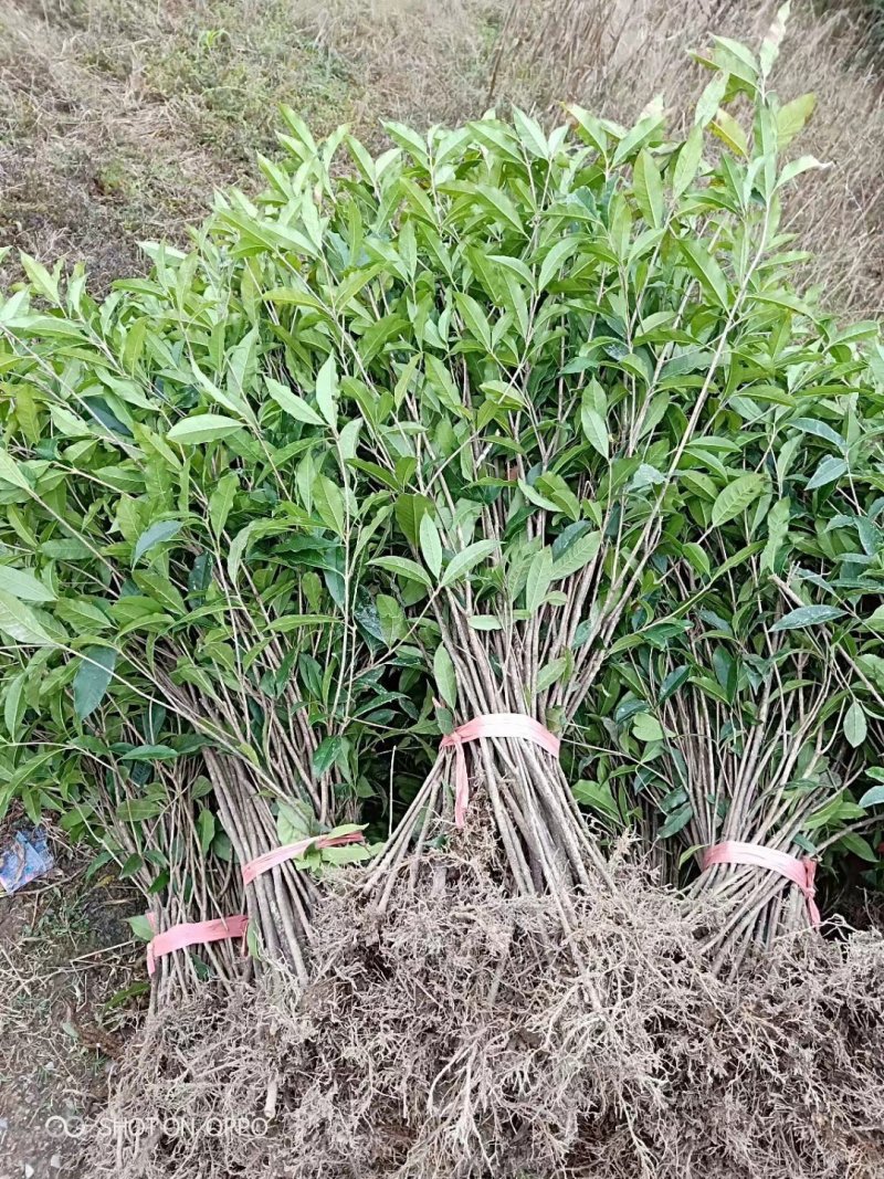 桂花苗金桂花树苗八月桂金桂丹桂血桂桂花苗木批发