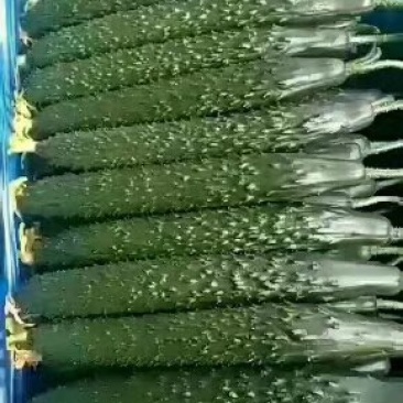 莘县精品油亮黄瓜，精品青瓜，产地诚信代收代发