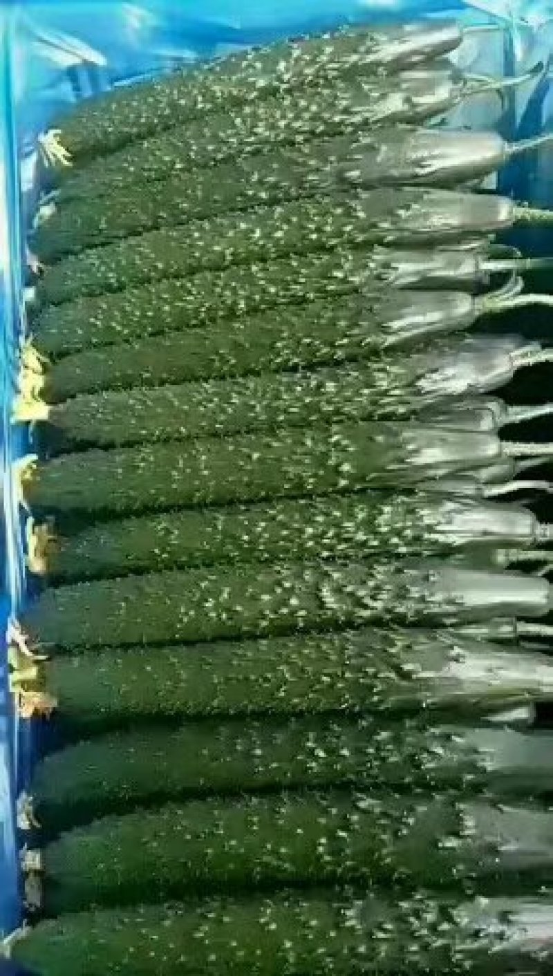 莘县精品油亮黄瓜，精品青瓜，产地诚信代收代发