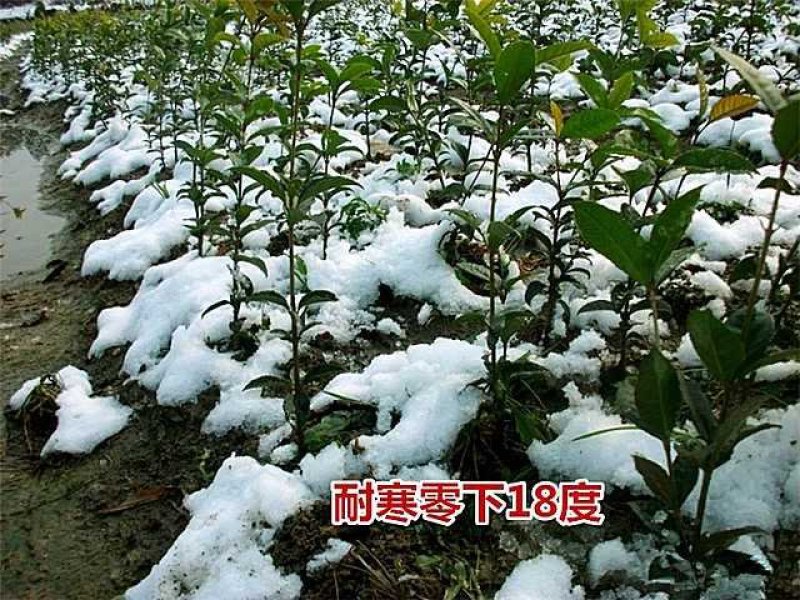桂花苗金桂花树苗八月桂金桂丹桂血桂桂花苗木批发