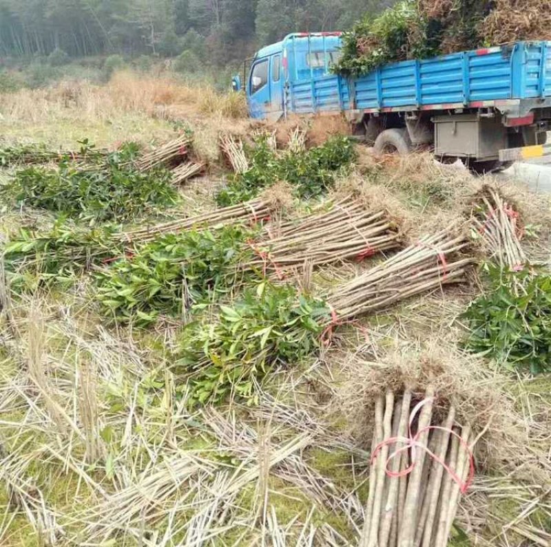 桂花苗金桂花树苗八月桂金桂丹桂血桂桂花苗木批发