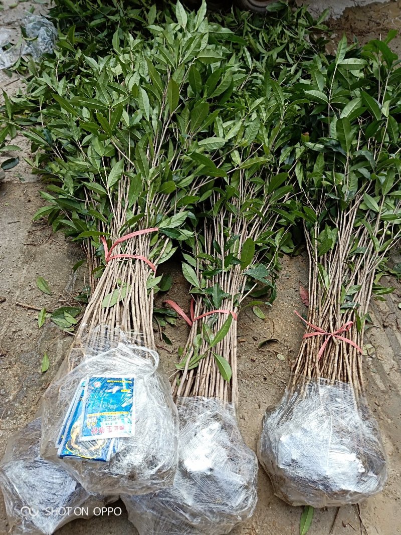 桂花苗金桂花树苗八月桂金桂丹桂血桂桂花苗木批发