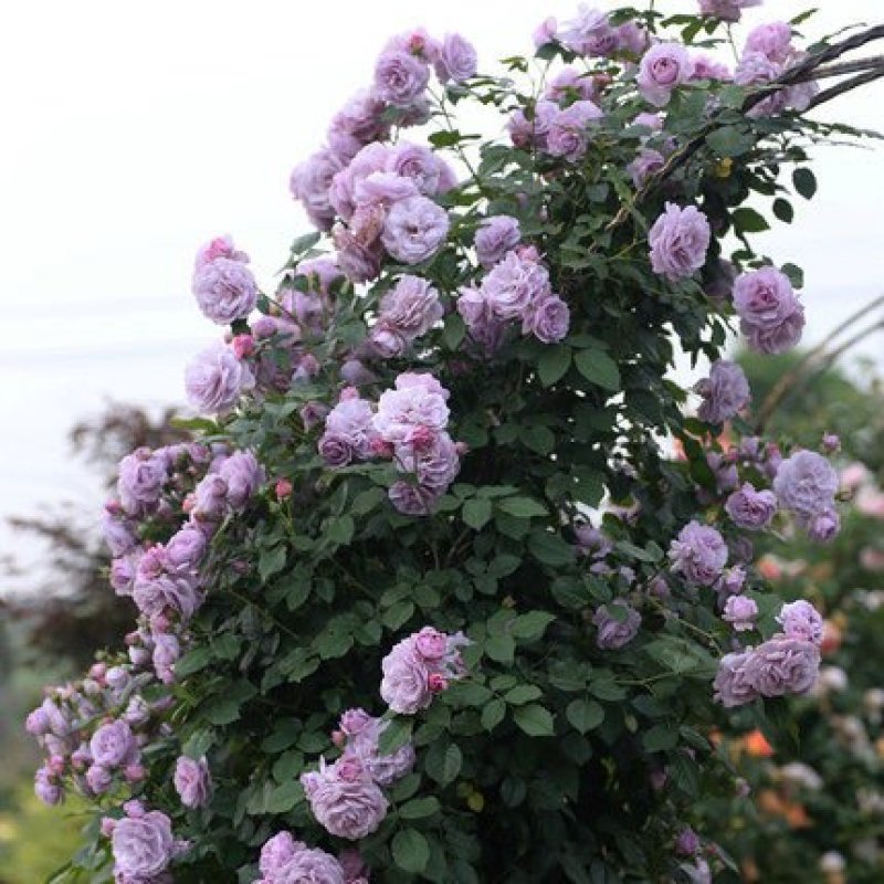 藤本月季四季开花树形月季花蔷薇花欧月品种苗变色龙