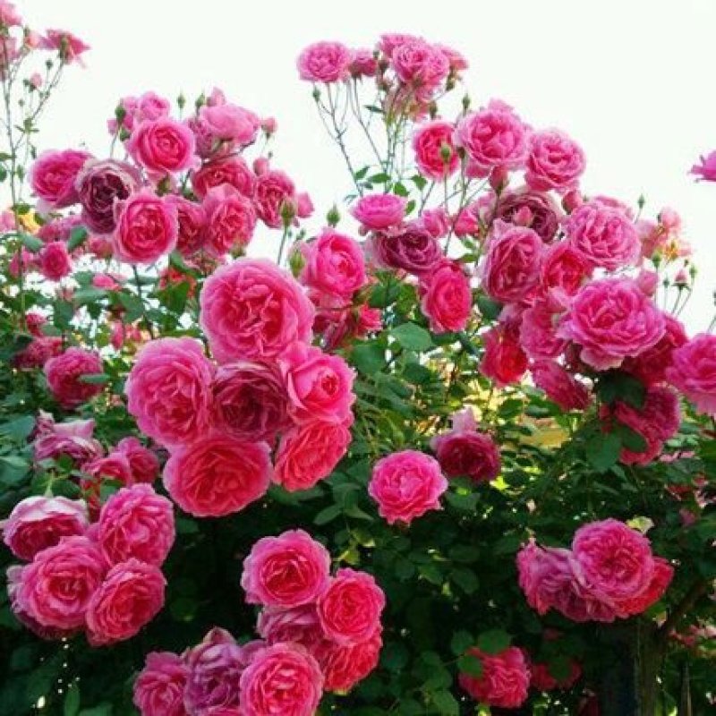 藤本月季四季开花树形月季花蔷薇花欧月品种苗变色龙