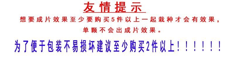 藤本月季四季开花树形月季花蔷薇花欧月品种苗变色龙