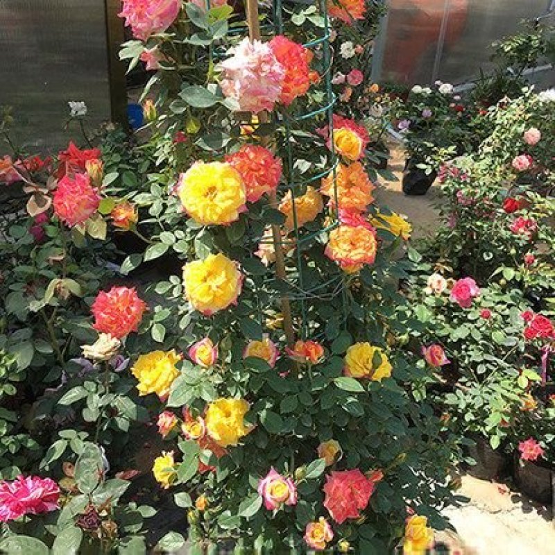 藤本月季四季开花树形月季花蔷薇花欧月品种苗变色龙