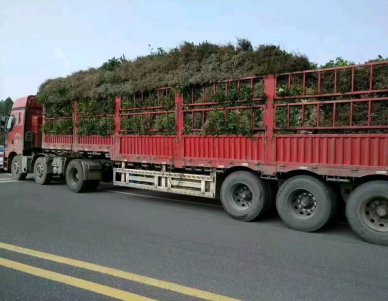 桂花苗金桂花树苗八月桂金桂丹桂血桂桂花苗木批发