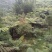 桫椤树