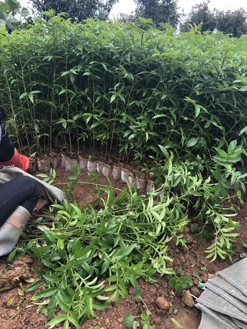 九叶青花椒苗重庆云南青花椒苗产地批发藤基地直发两年挂果