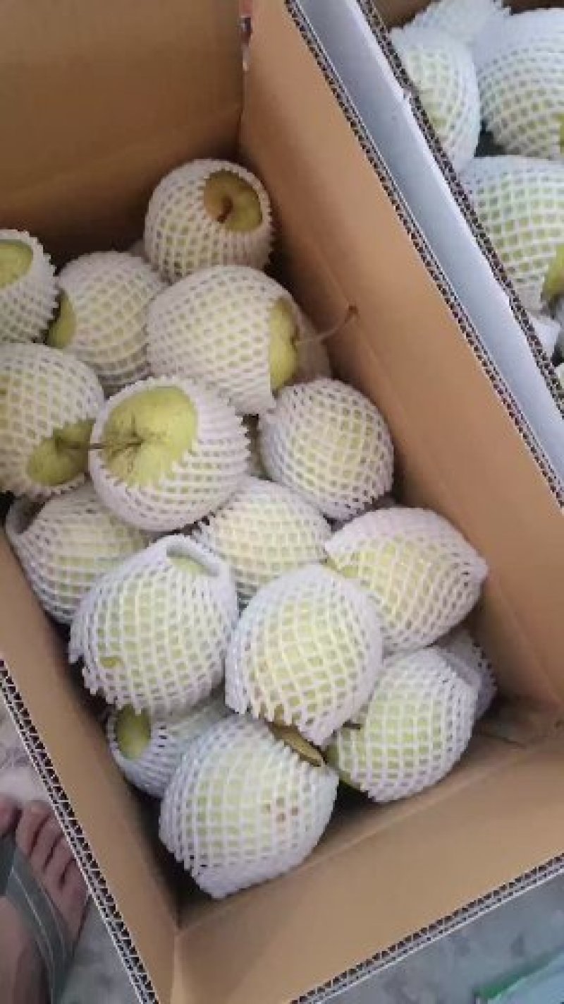 【优质】赵县雪花梨，开始大量上市质量上乘。欢迎实地考察