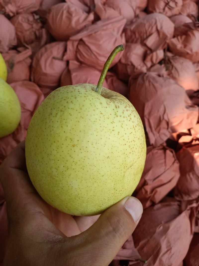 【优质】赵县雪花梨，开始大量上市质量上乘。欢迎实地考察