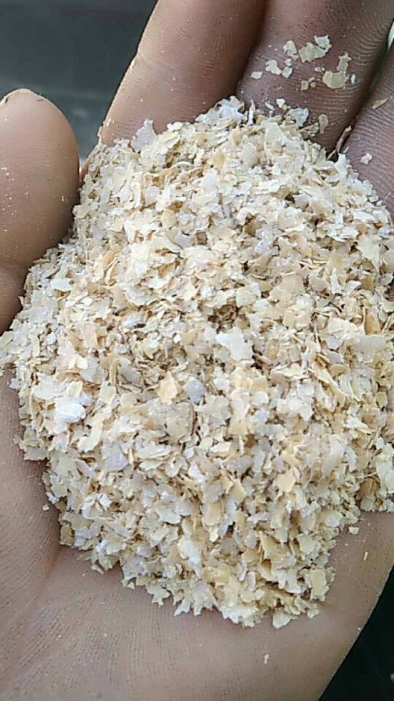 香菇专用大片烘干麸皮