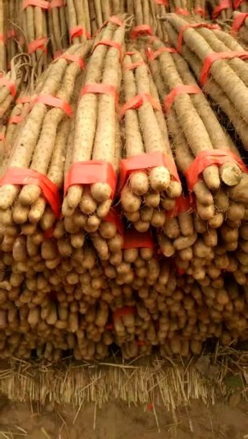 新鲜白玉山药开始大量上市山东白玉山药货好价格低