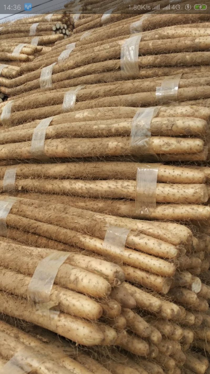 新鲜白玉山药开始大量上市山东白玉山药货好价格低