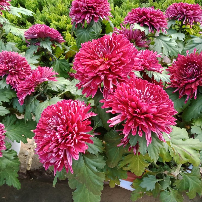 菊花