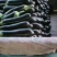 茄子，线茄，黑茄，山东蔬菜，红线茄，茄子