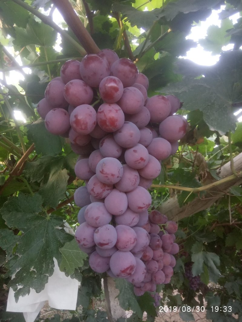 葡萄红提