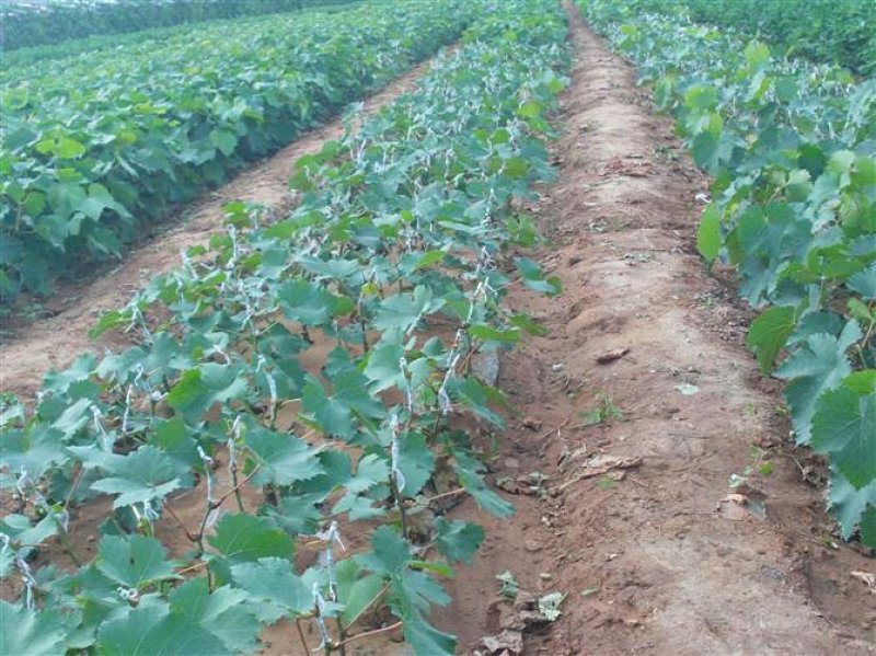 夏黑葡萄苗品种保证基地签约发苗包成活包结果，全国包邮