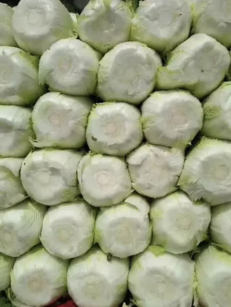 新鲜白菜