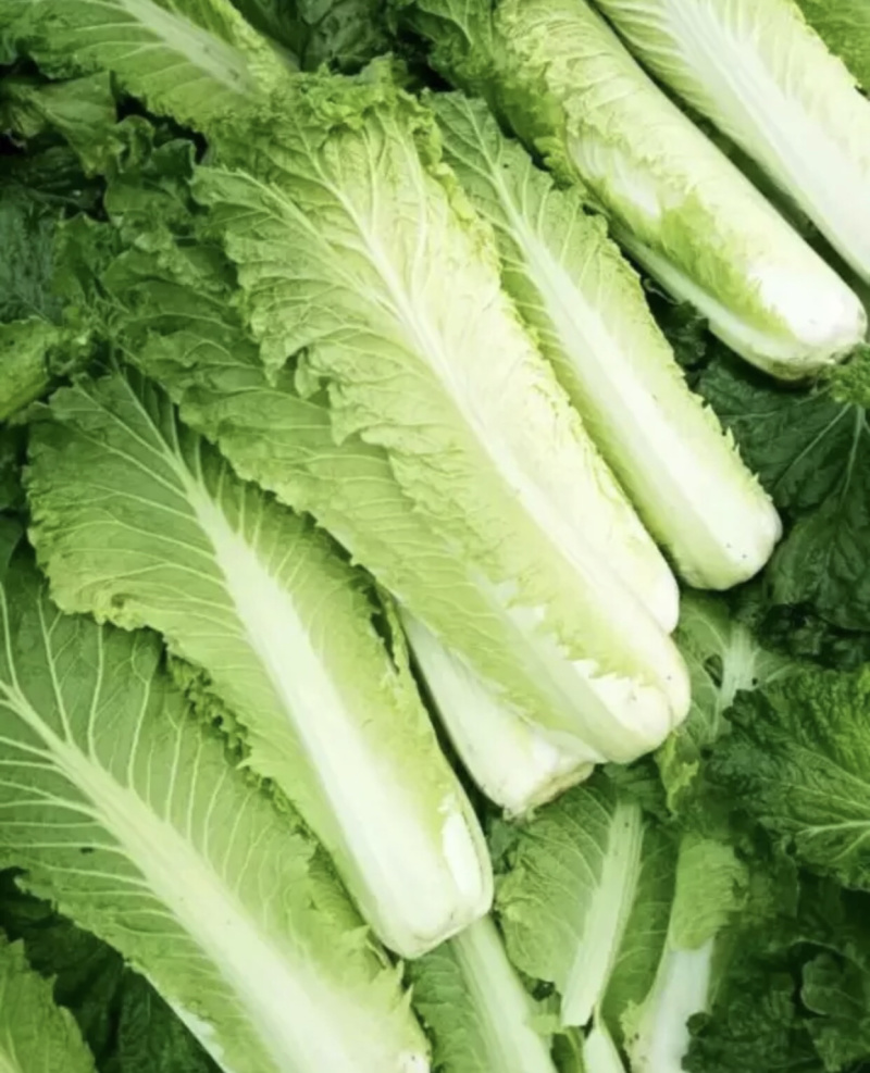 新鲜白菜
