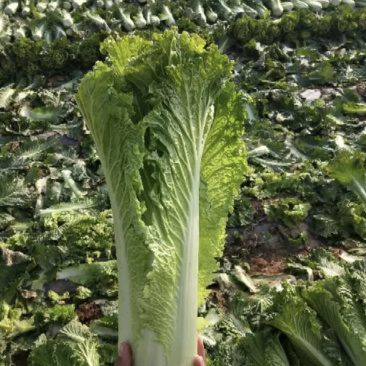 新鲜白菜