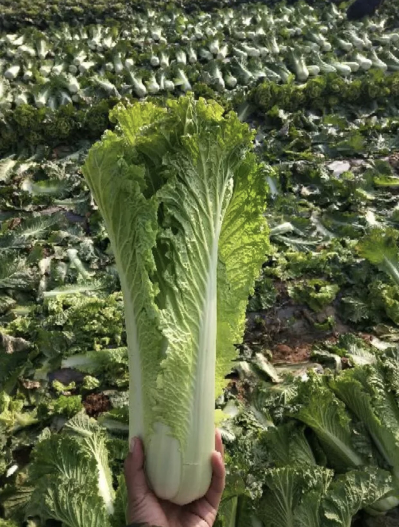 新鲜白菜