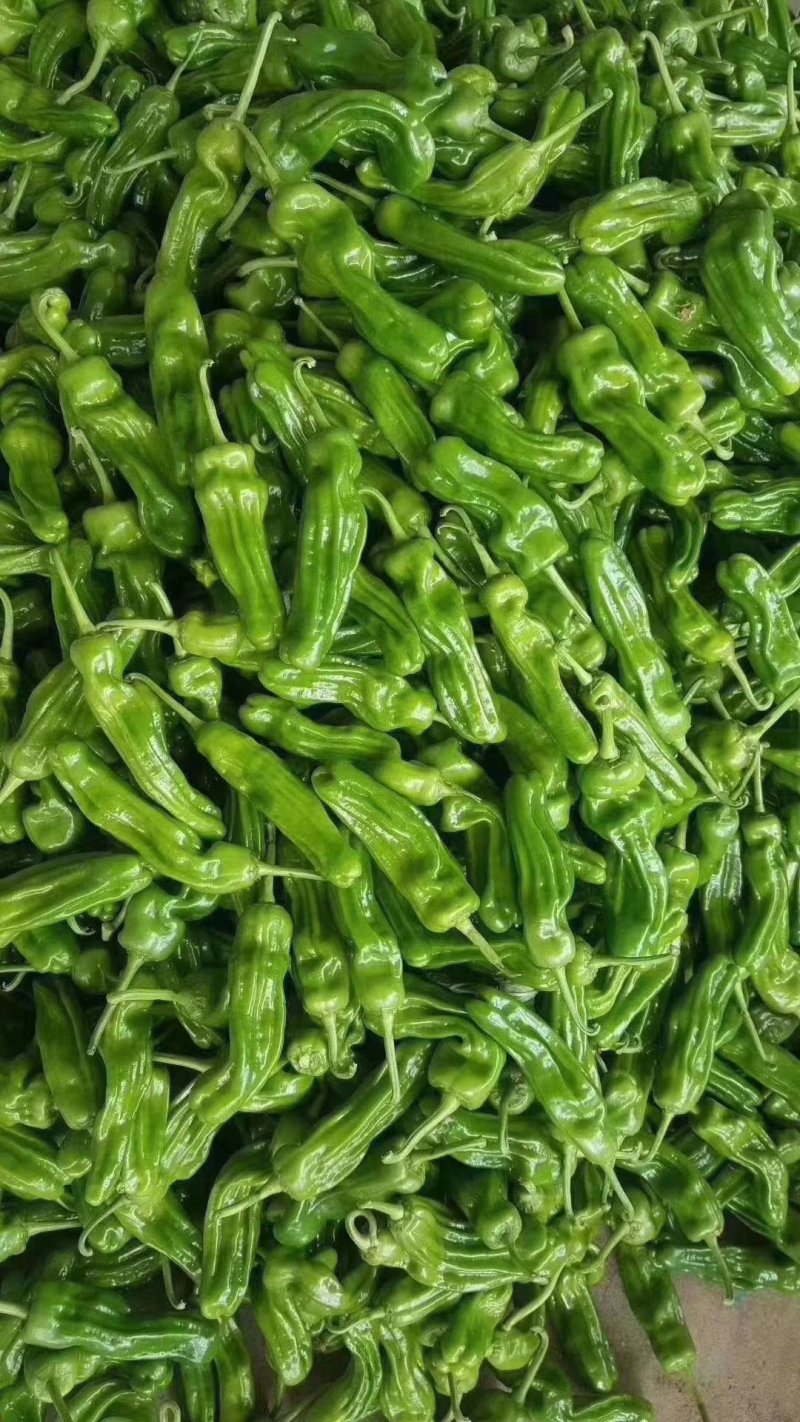 薄皮椒苏椒五号，芜湖椒诚信合作货源充足