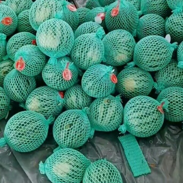 美都西瓜
