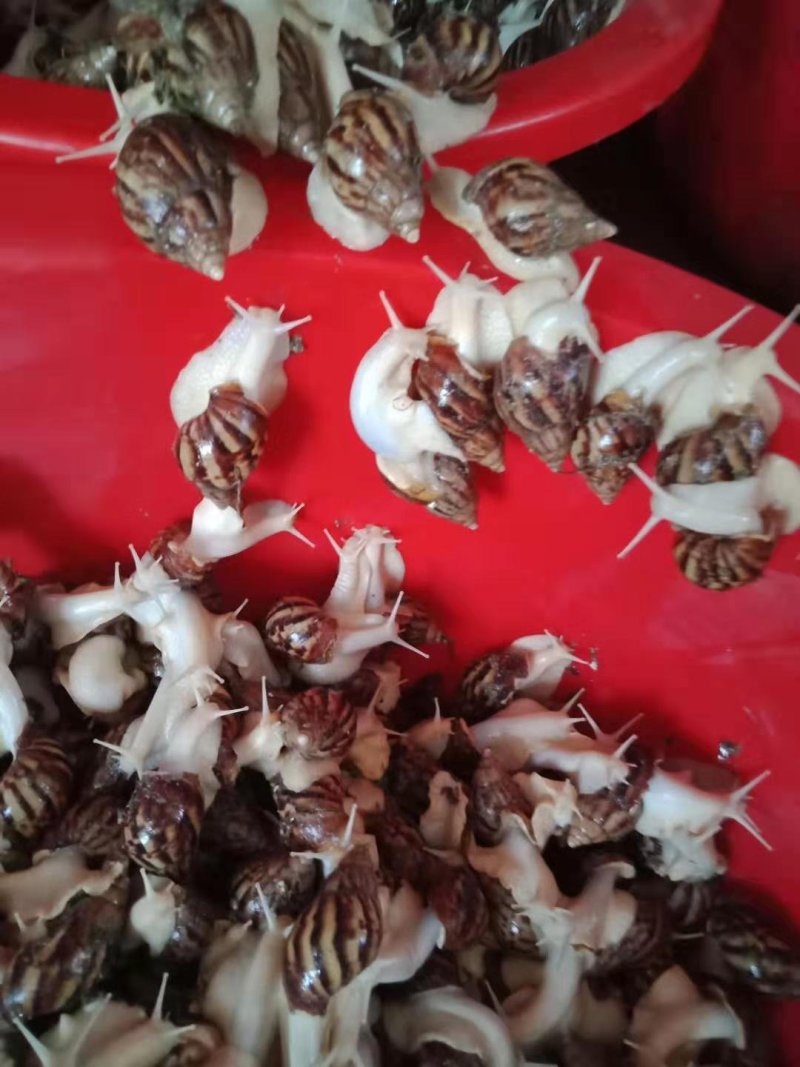 白玉蜗牛农村小项目
