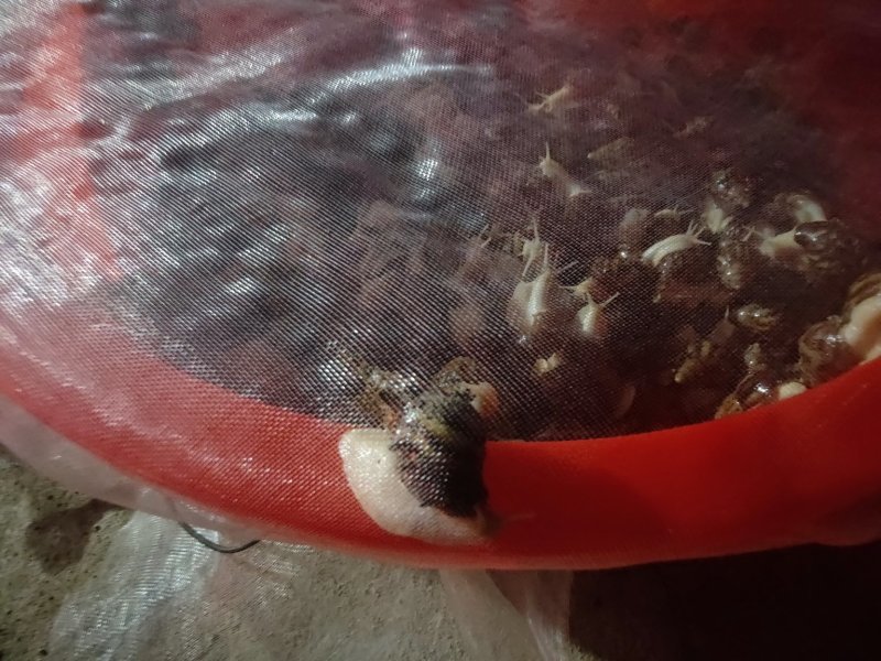 白玉蜗牛农村小项目