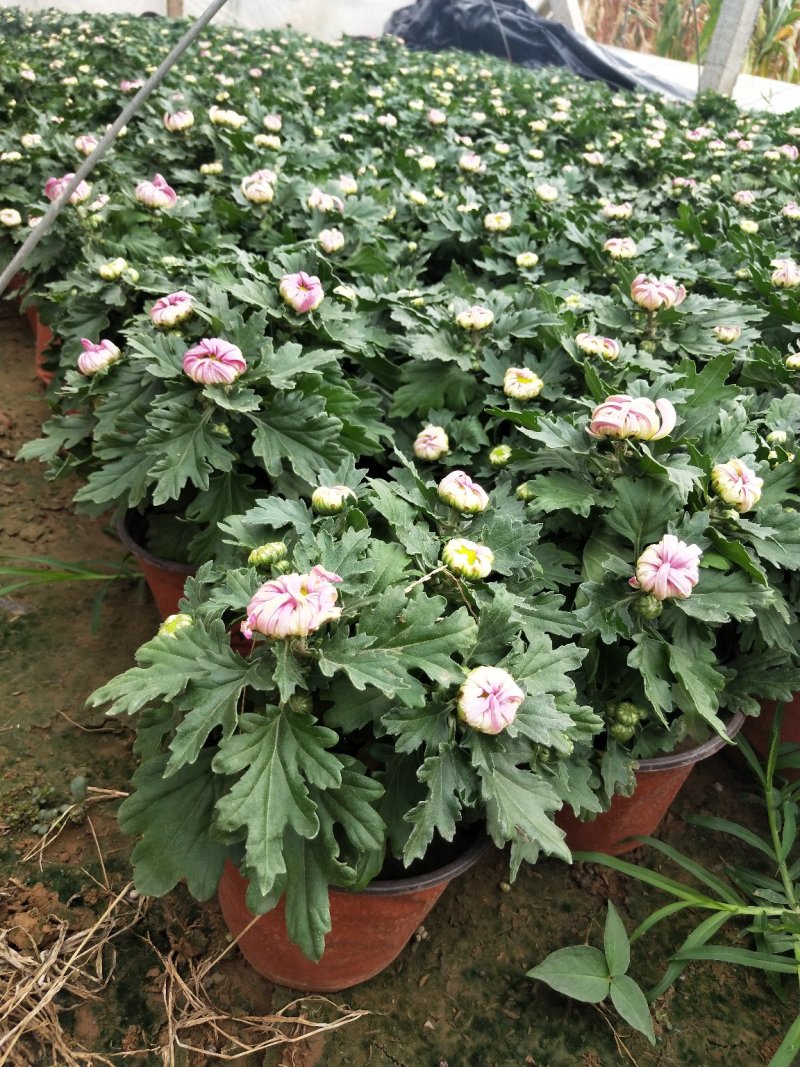 山东青州大量供应各种规格大菊花150盆250盆300盆