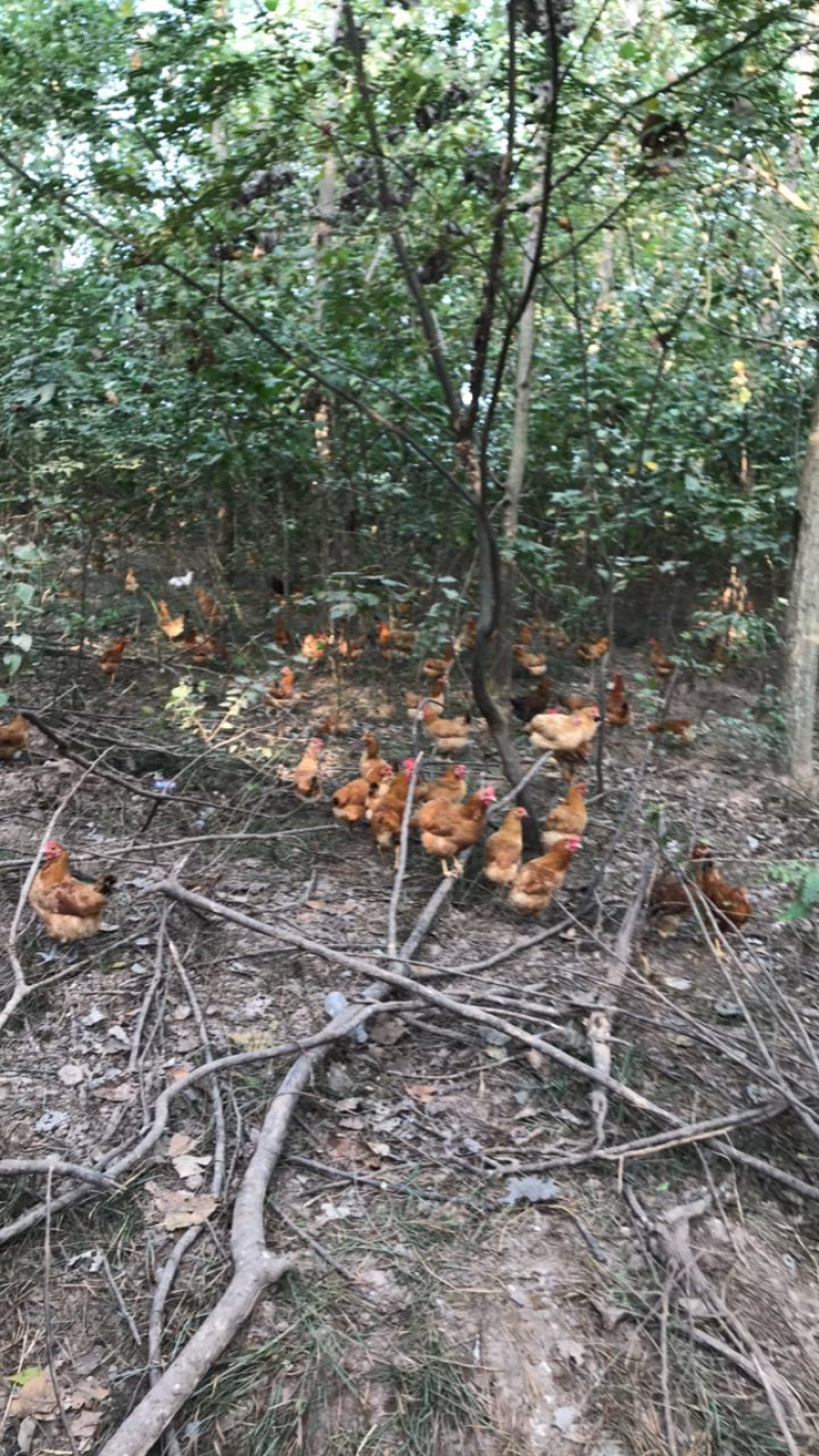 原生态养殖土鸡蛋