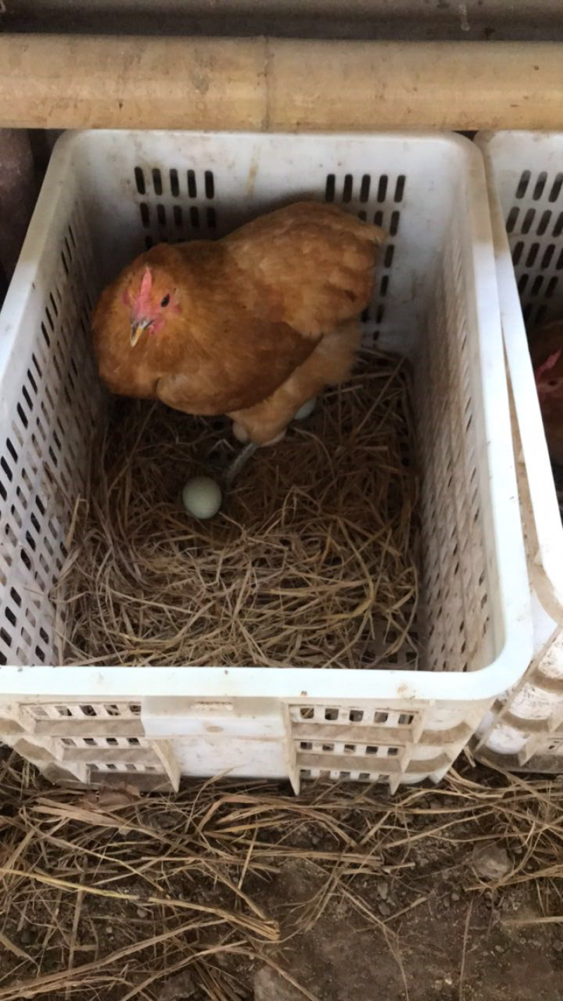 原生态养殖土鸡蛋