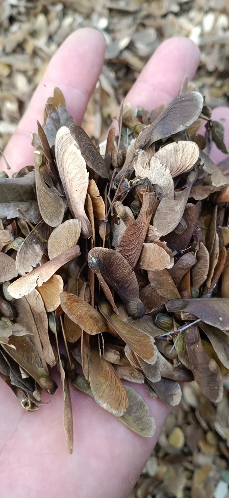 青枫种子，鸡爪槭种子，三角枫种子