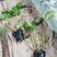 盆栽精品荷花，睡莲，旱伞草，水葫芦低价出售