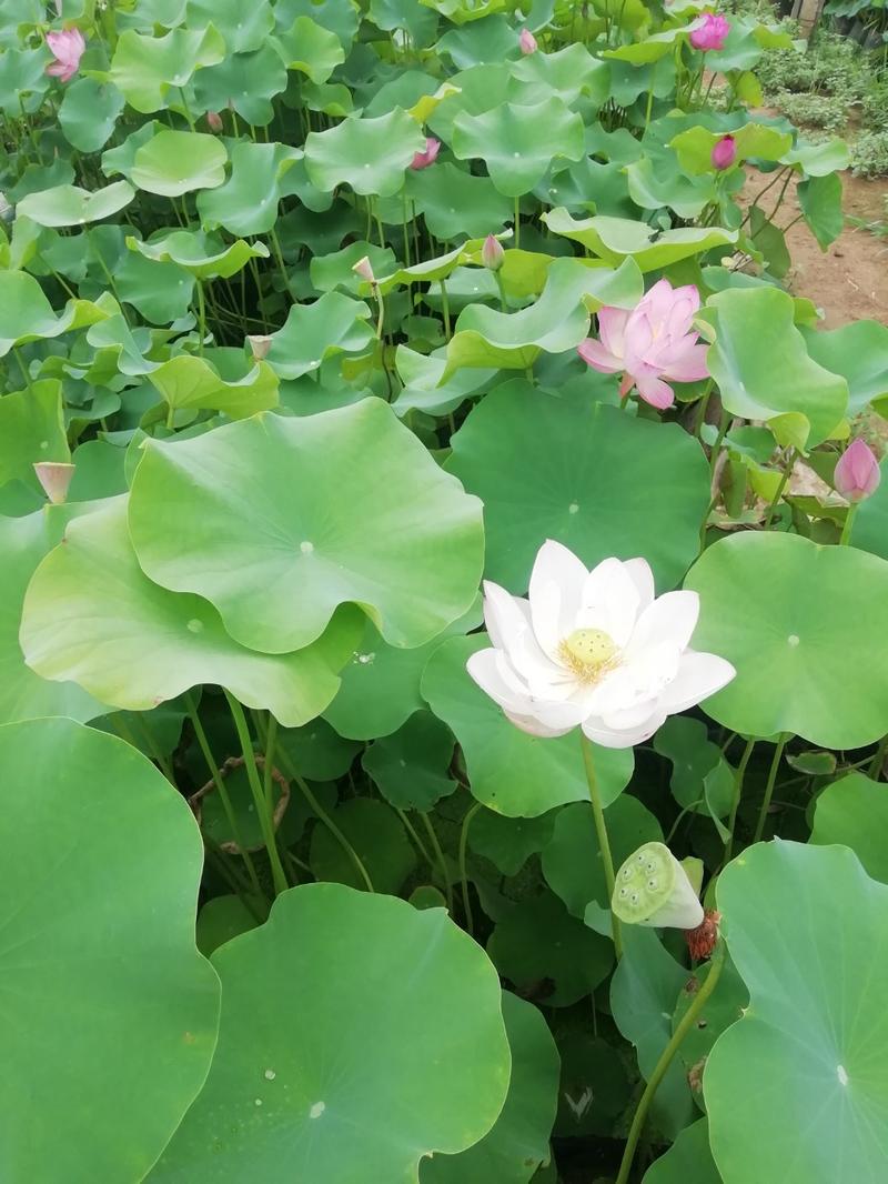 盆栽精品荷花，睡莲，旱伞草，水葫芦低价出售