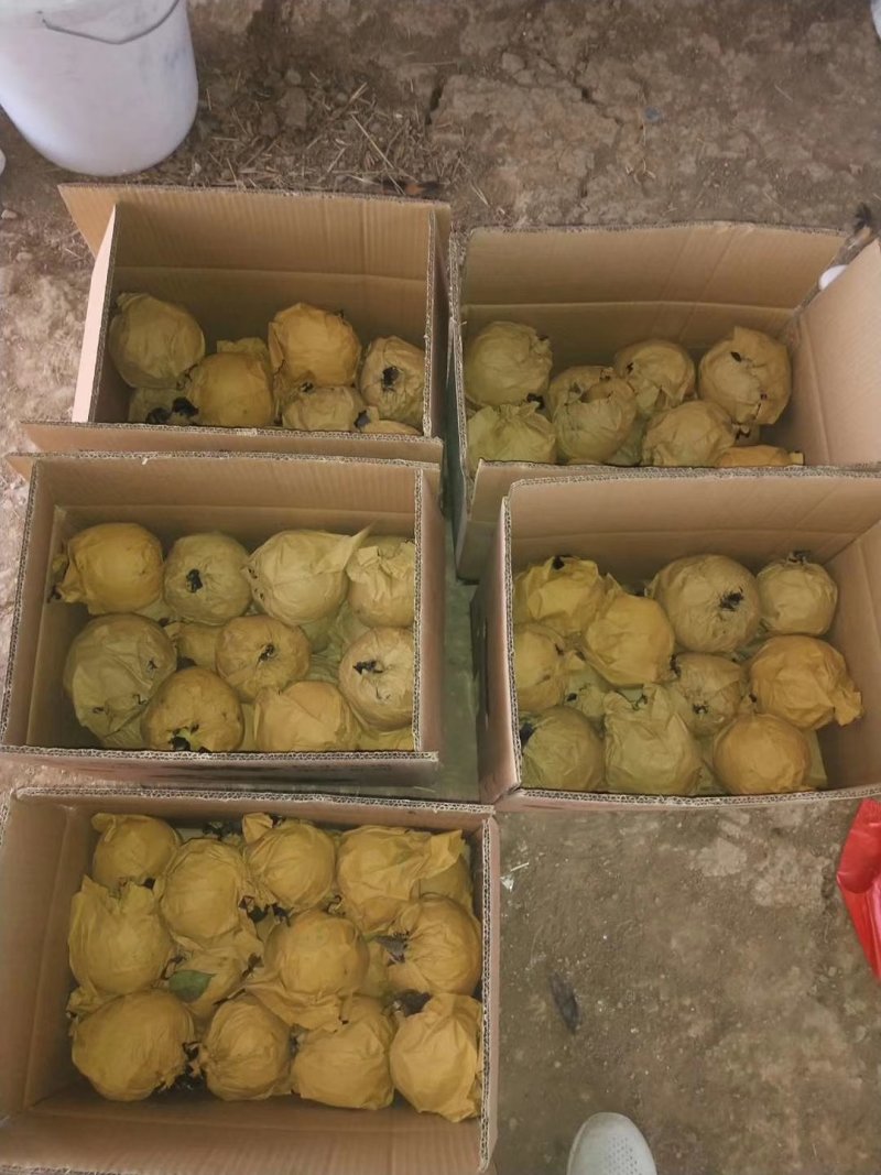 晚秋黄梨肉质洁白如玉，核小无渣甜度高